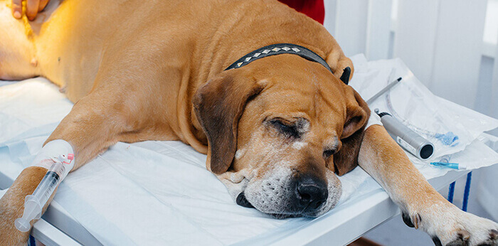 large dog is being prepared for surgery