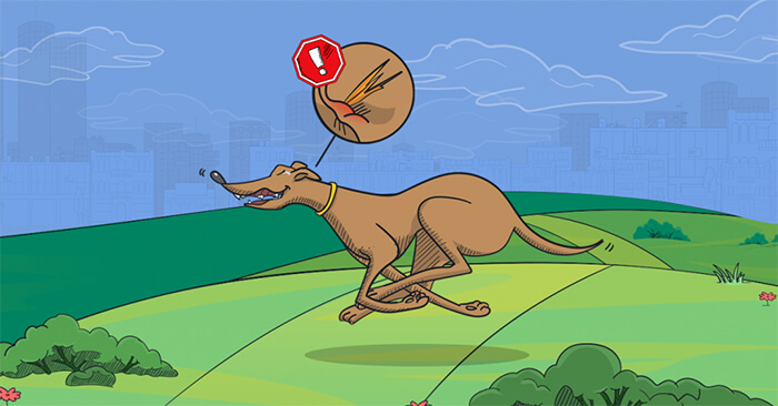 מלענים לכלבים