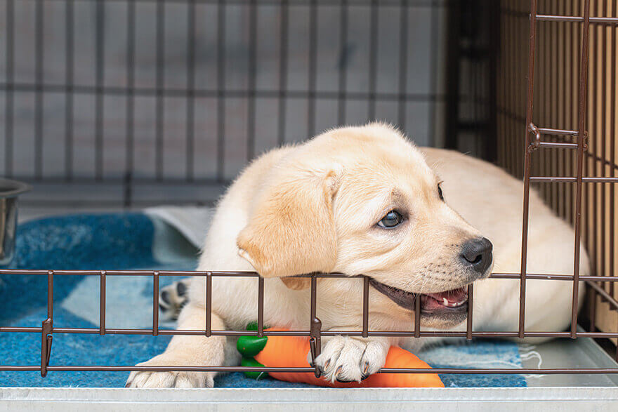 Puppy-playing-in-a-cage