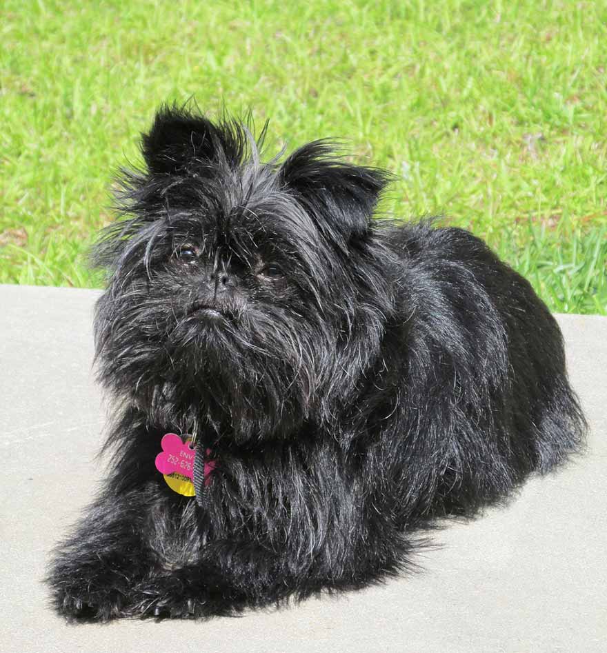 Affenpinscher dog