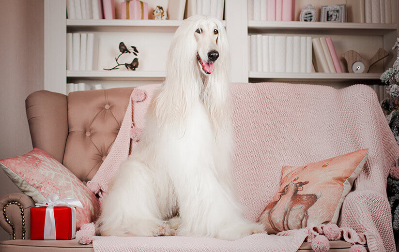 Afghan Hound dog