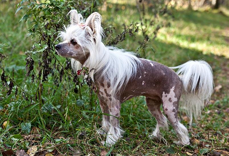 Chinese-Crested-Dog dog
