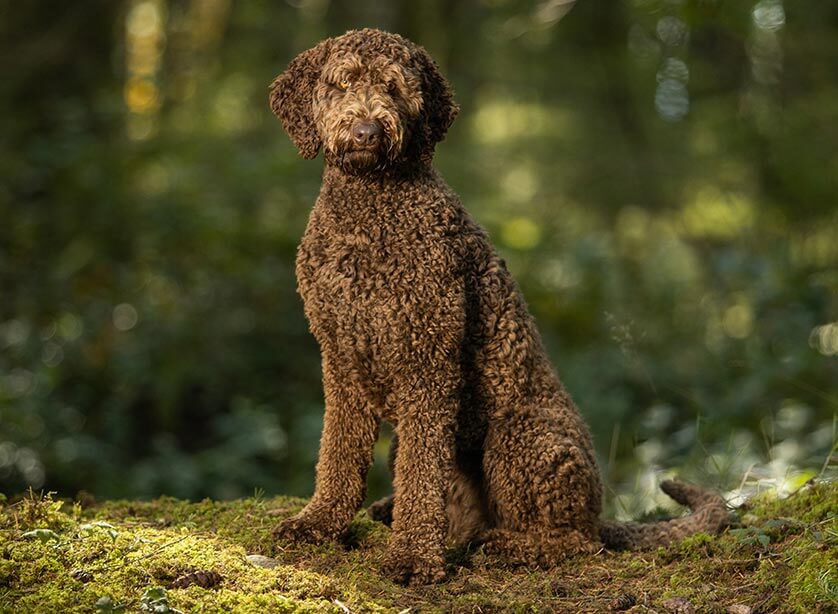 Labradoodle dog