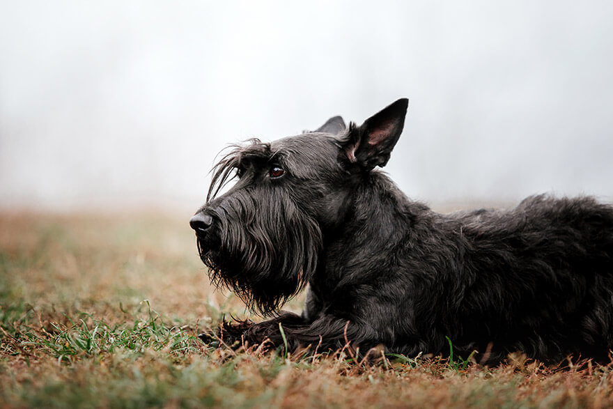 Schnauzer dog