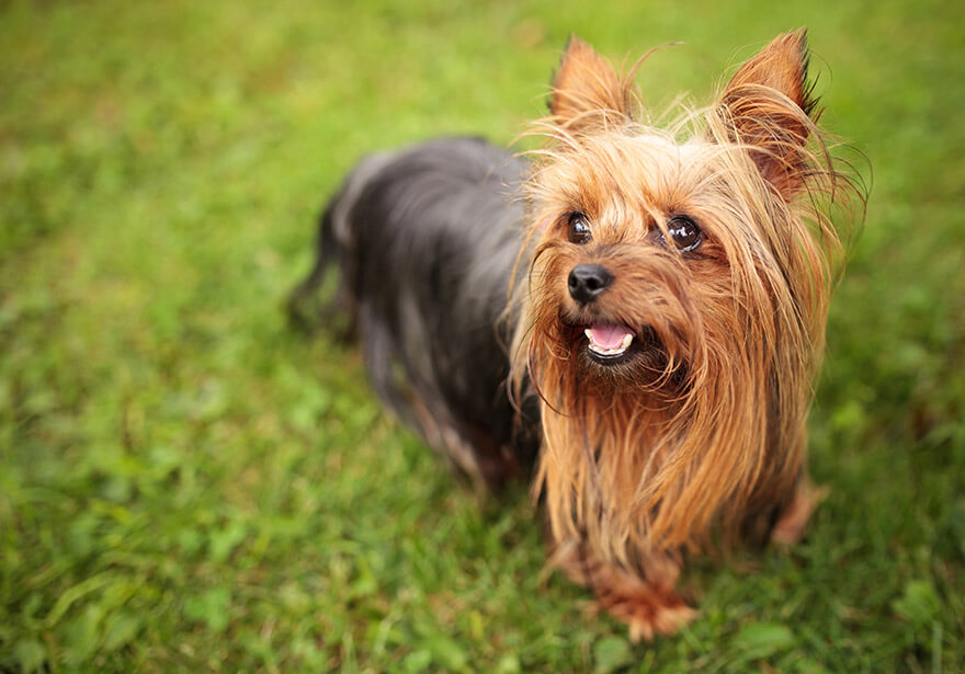 Yorkshire-Terrier dog