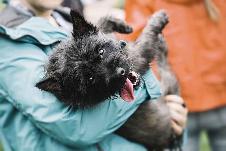 cairn-terrier hypoallergenic dog