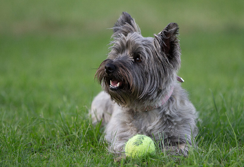 cairn-terrier dog