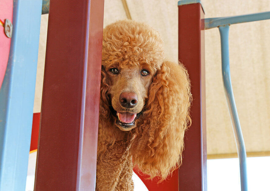 poodle-hypoallergenic-dog