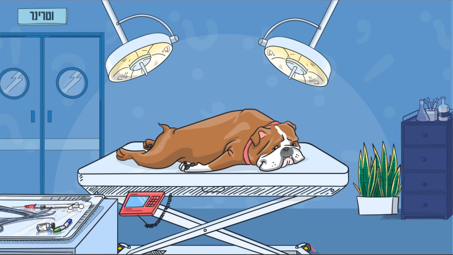 כל מה שחשוב לדעת על עיקור הכלבה שלכם