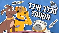 דלקת מפרקים בכלבים: ממה להיזהר