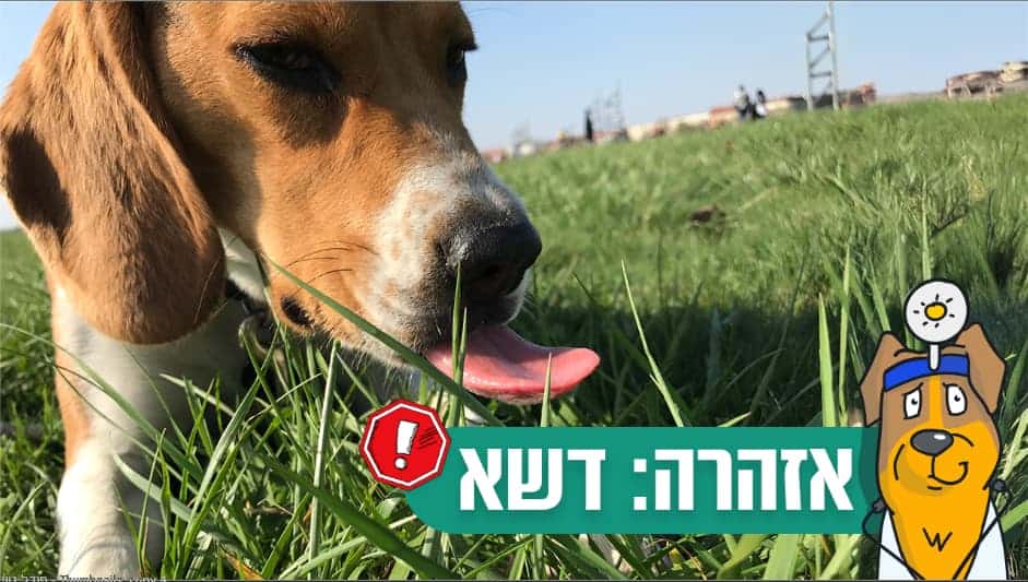 2025/08/Thumbnails-נוי-סיוון-דשא-1.jpg