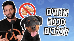 דברים מסוכנים לכלבים - אגוזים