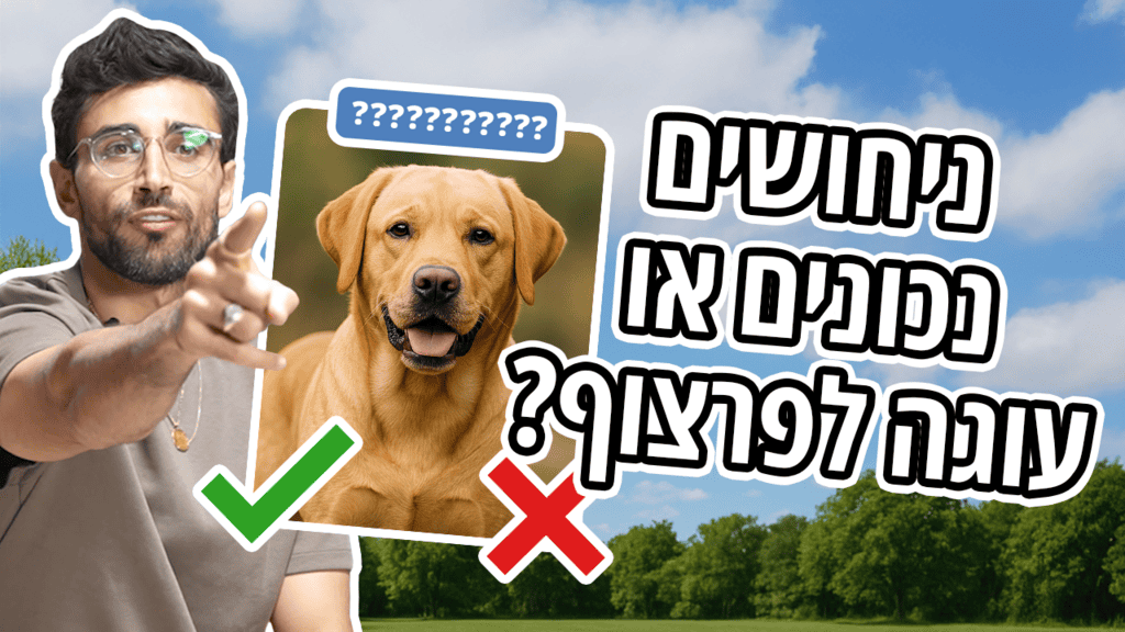 2025/09/נועם-פירוז-זיהוי-כלבים.png